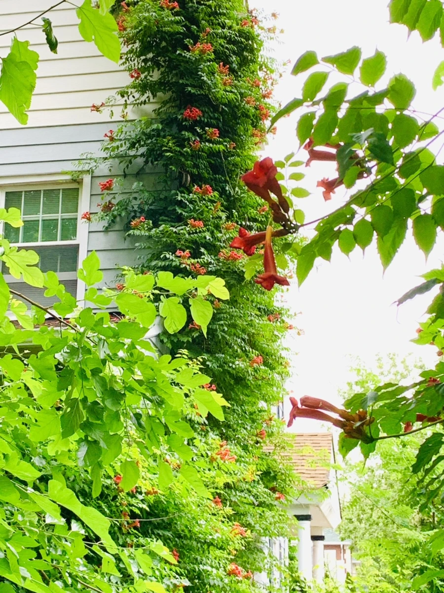 IMG_7148.jpg?type=w966