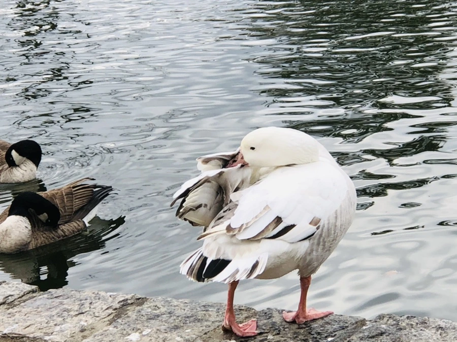 IMG_3936.jpg?type=w966