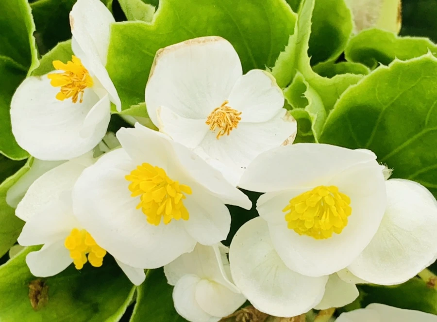 IMG_7011.jpg?type=w966