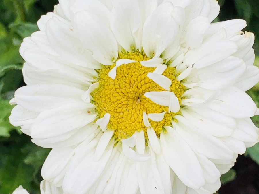 IMG_9189.jpg?type=w966