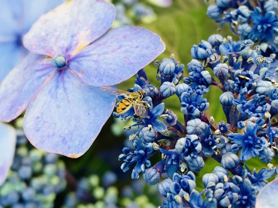 IMG_5205.jpg?type=w966