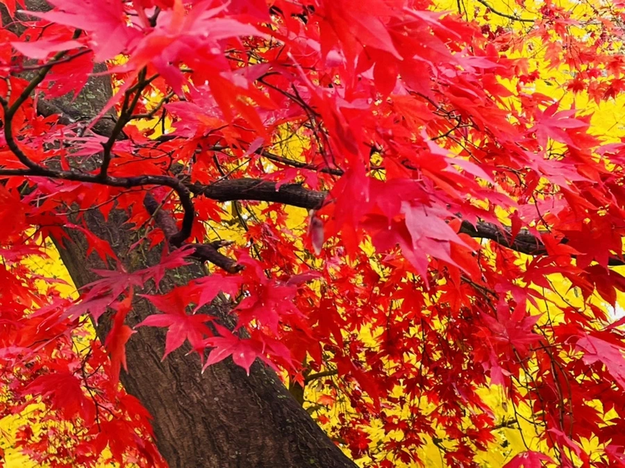 IMG_4413.jpg?type=w966