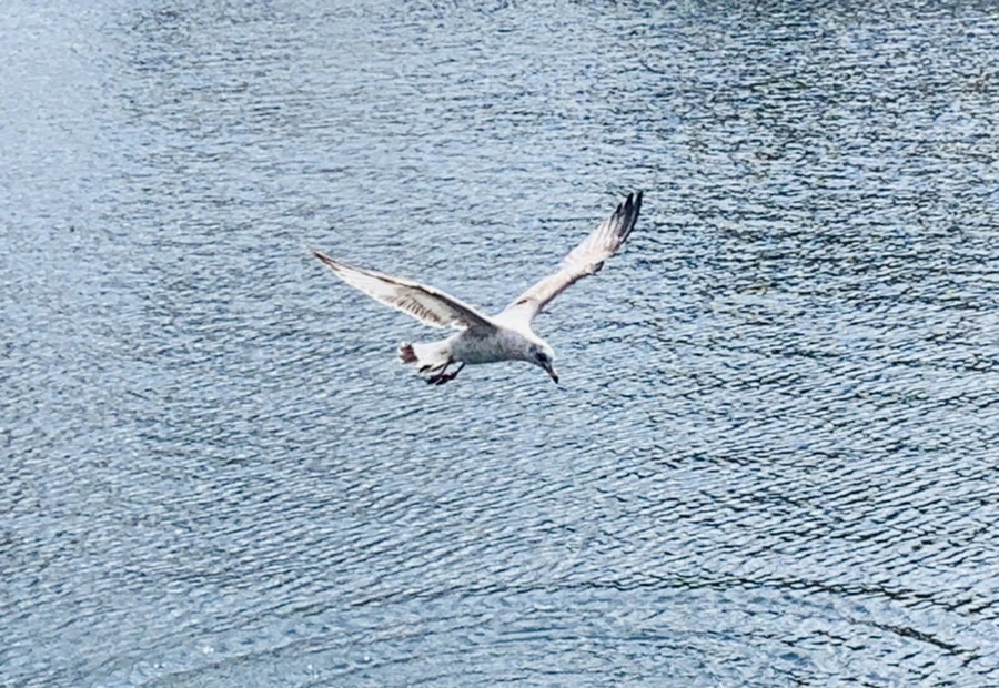 IMG_7271.jpg?type=w966