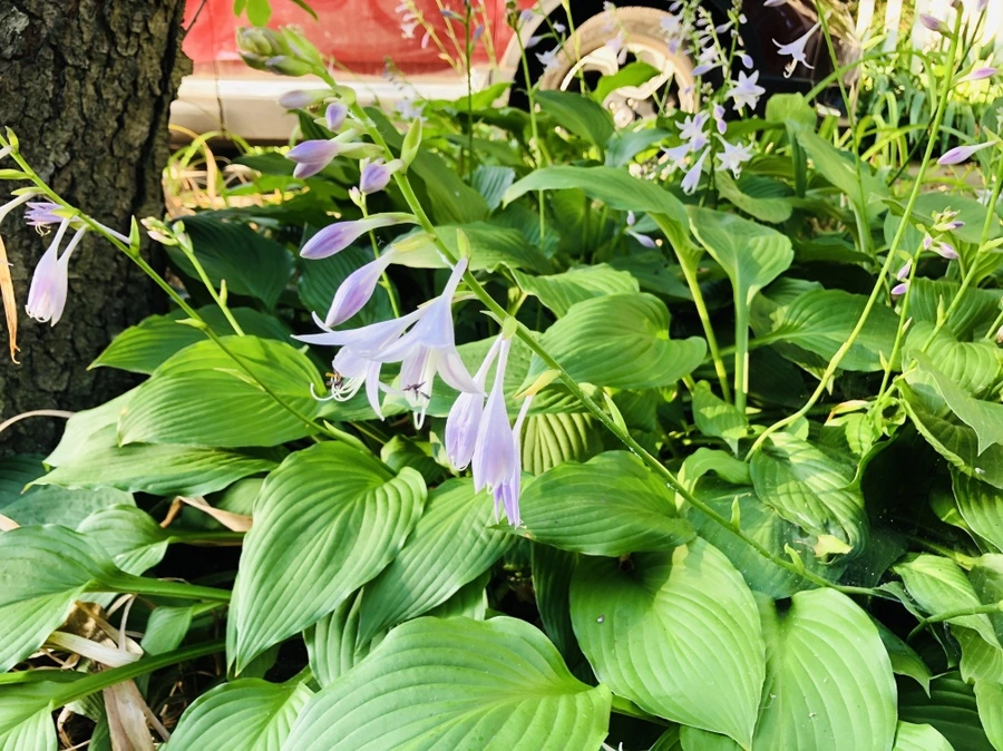 IMG_1874.jpg?type=w966