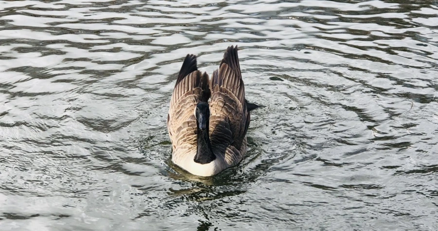 IMG_3624.jpg?type=w966