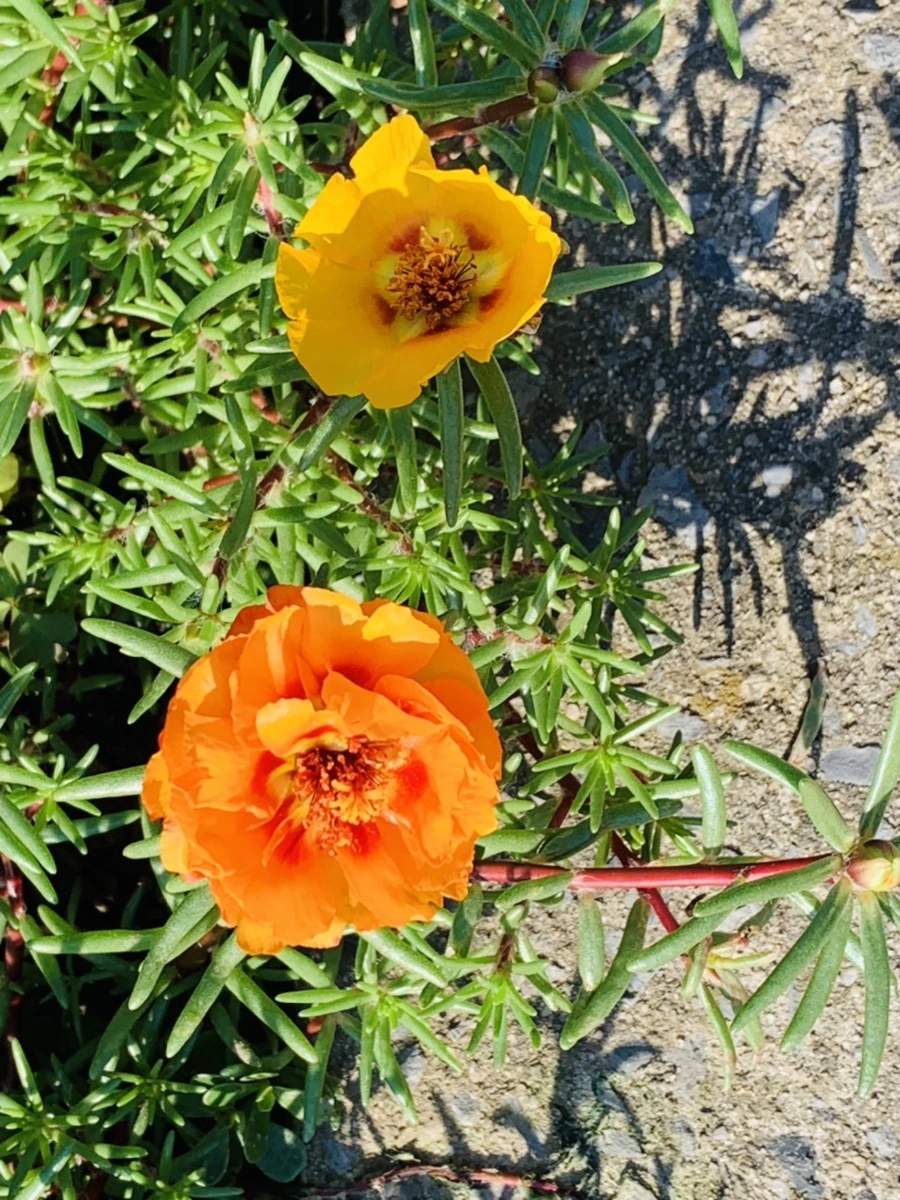 IMG_8422.jpg?type=w966