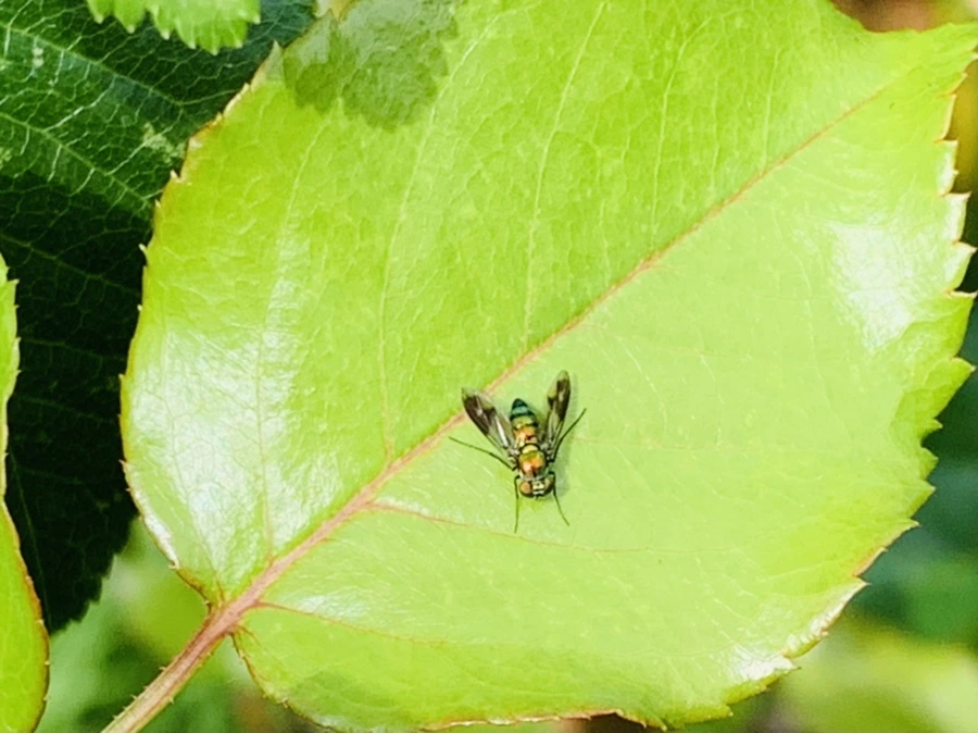 IMG_0554.jpg?type=w966