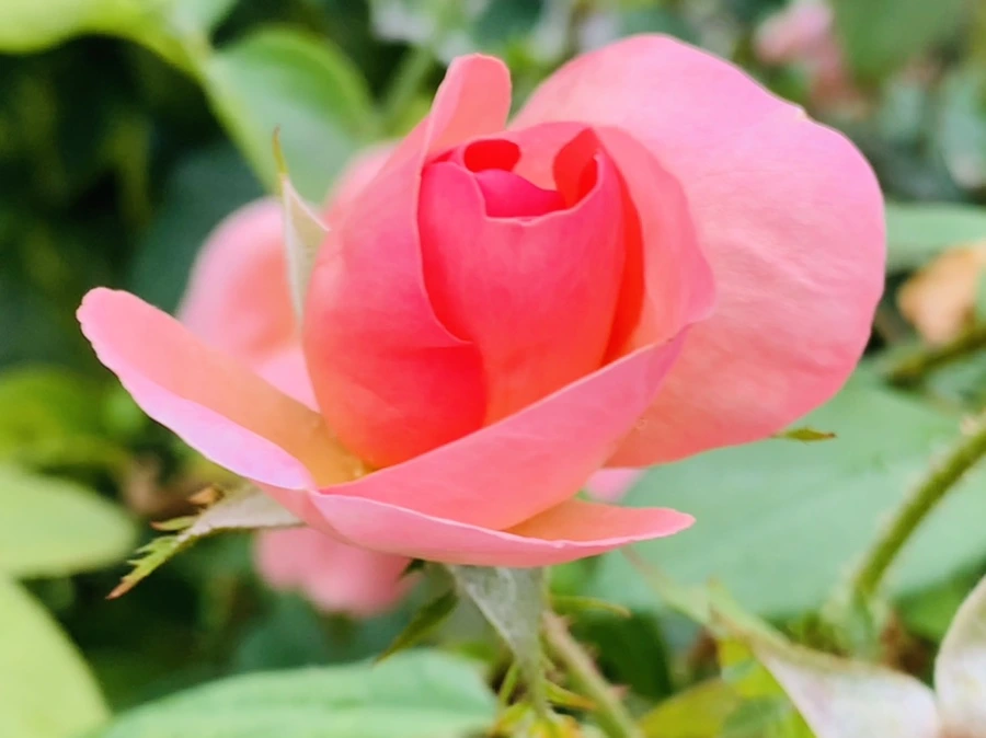 IMG_7894.jpg?type=w966