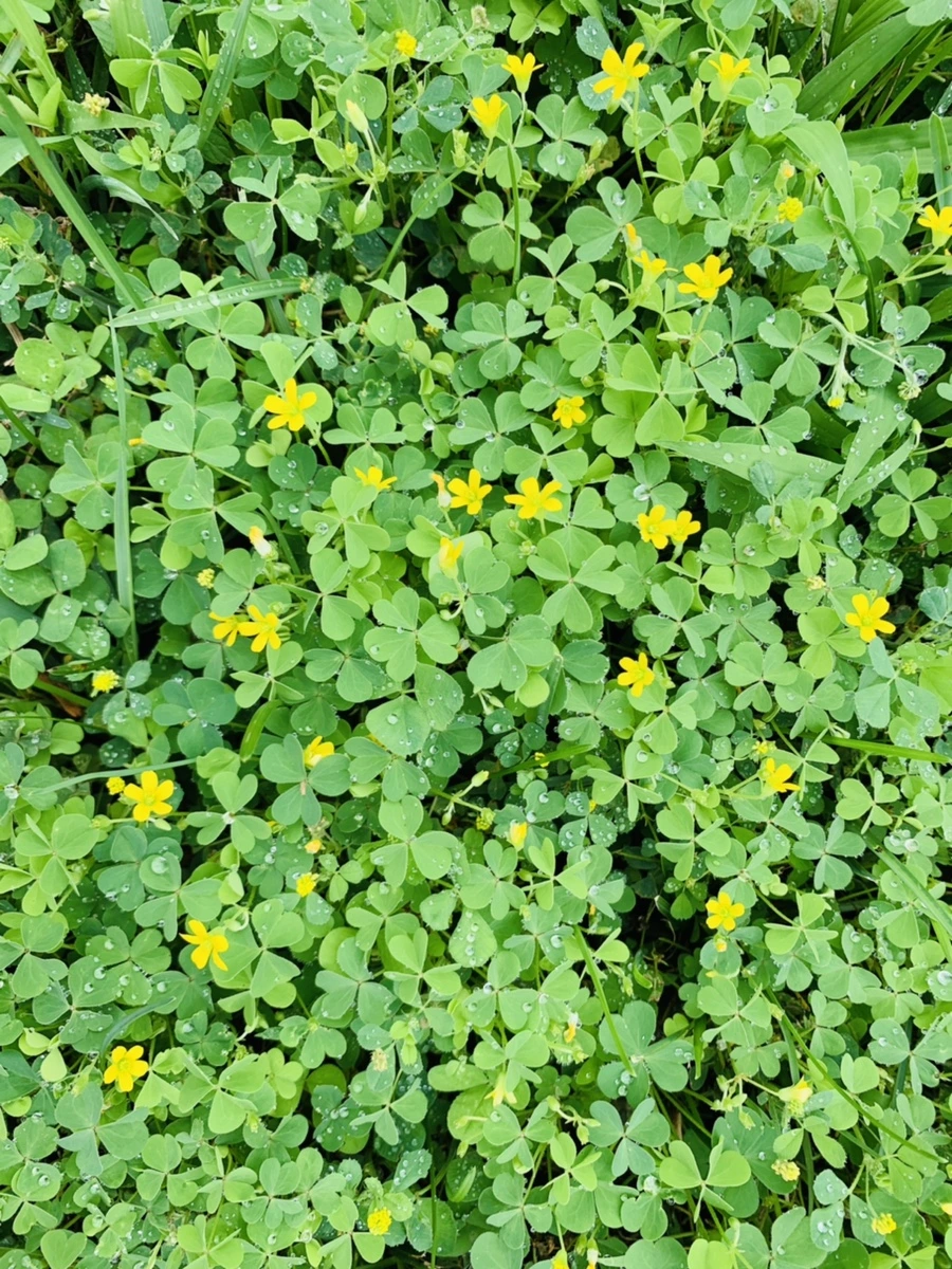 IMG_4971.jpg?type=w966