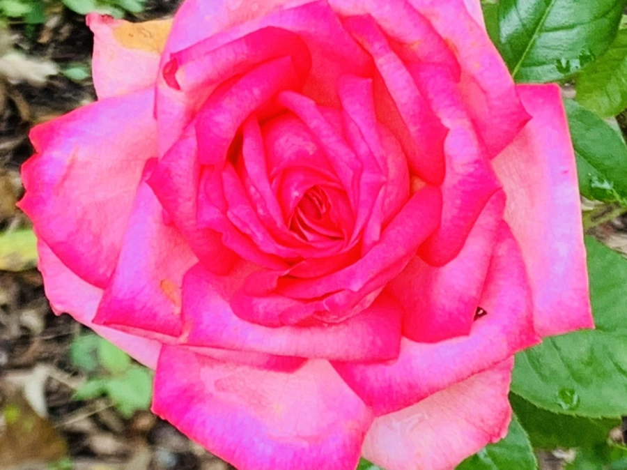 IMG_6917.jpg?type=w966