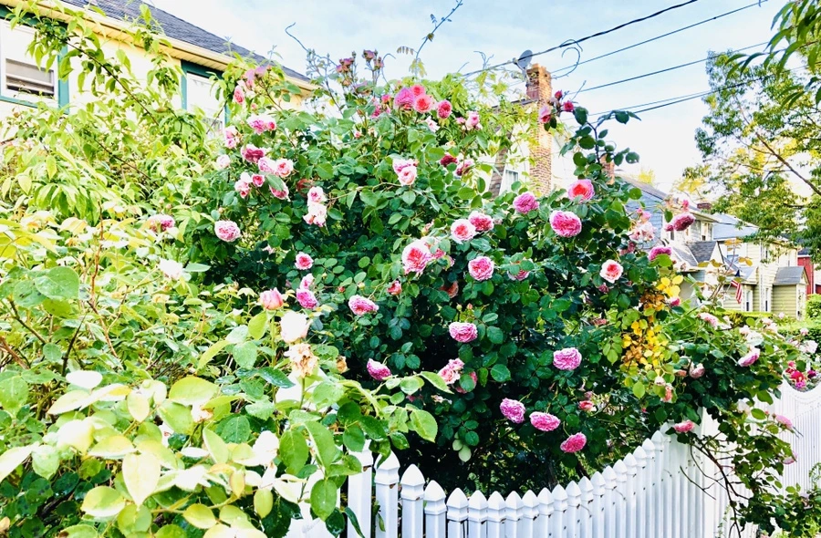 IMG_8078.jpg?type=w966