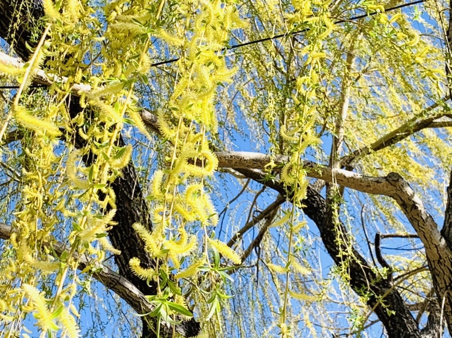 IMG_7579.jpg?type=w966