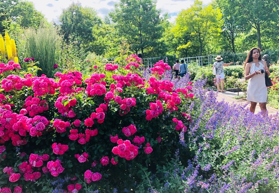 IMG_7810.jpg?type=w966