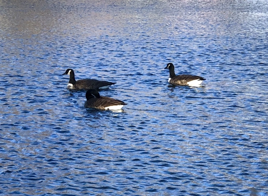 IMG_3817.jpg?type=w966