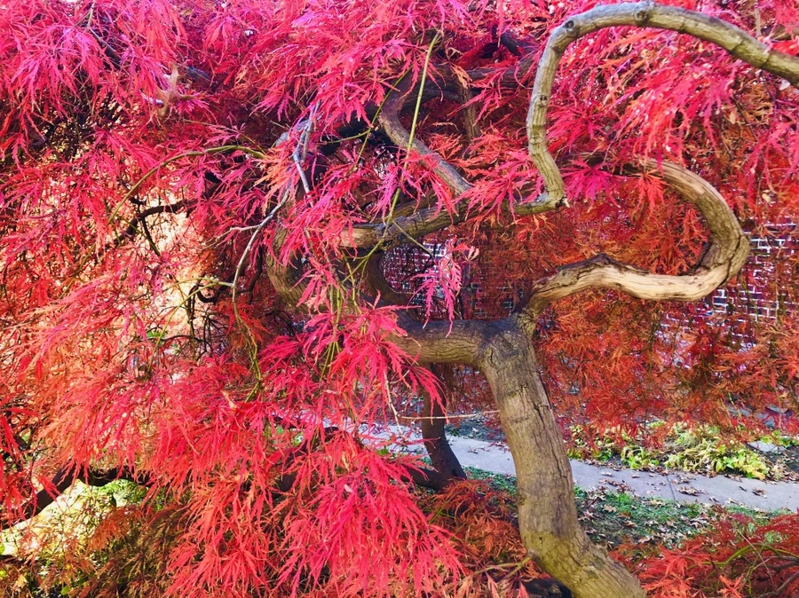 IMG_4162.jpg?type=w966