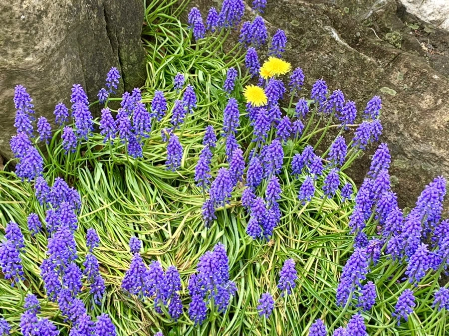 IMG_4026.jpg?type=w966