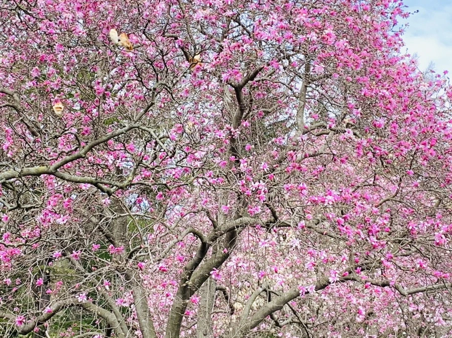 IMG_7182.jpg?type=w966