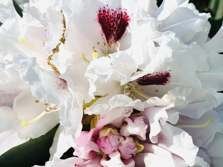 MjQJpTl2dyZ4pa81sNQSsHpC38Q