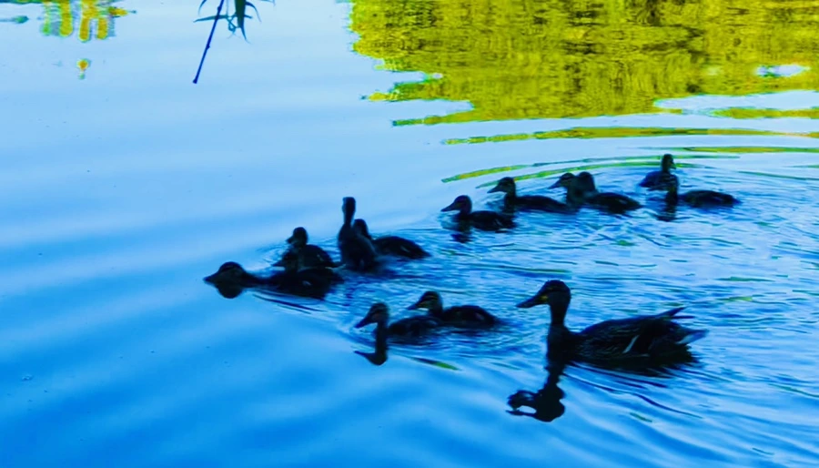 IMG_2579.jpg?type=w966