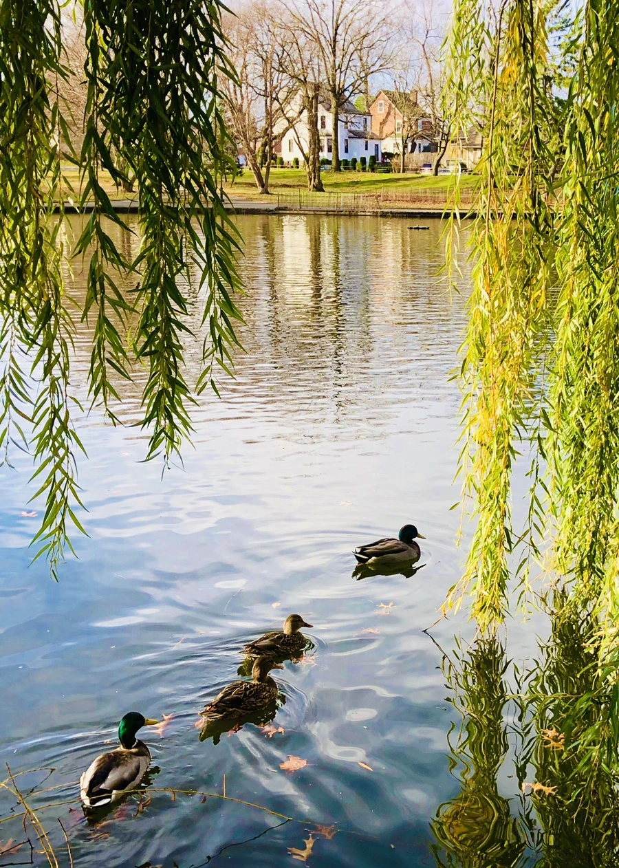 IMG_6001.jpg?type=w966