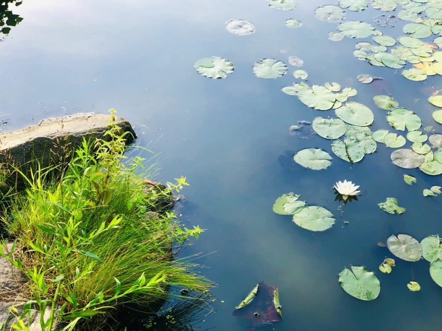 IMG_5014.jpg?type=w966