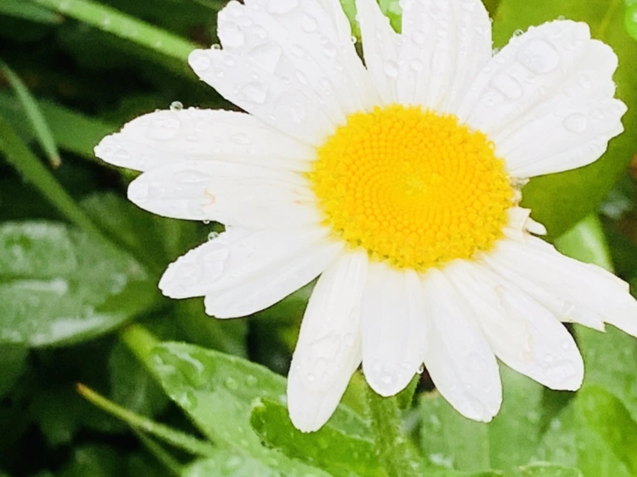 IMG_0195.jpg?type=w966