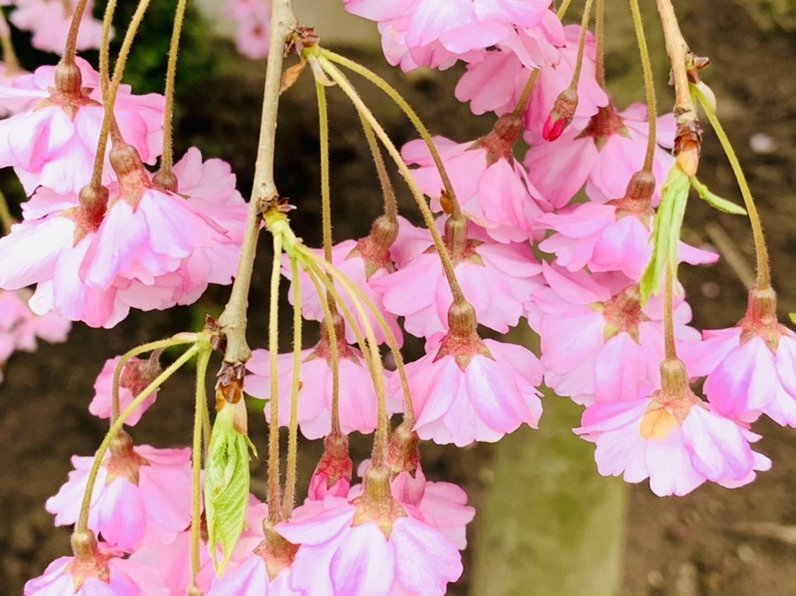 IMG_1140.jpg?type=w966