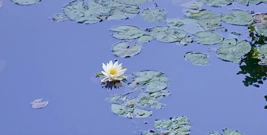 IMG_1889.jpg?type=w966