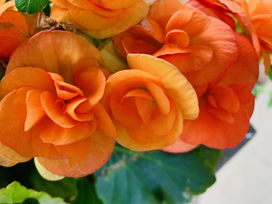 IMG_0713.jpg?type=w966