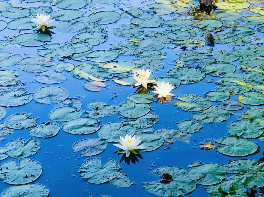 IMG_3805.jpg?type=w966