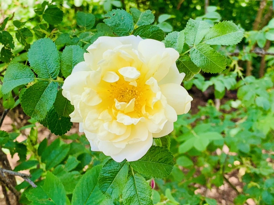 IMG_4236.jpg?type=w966