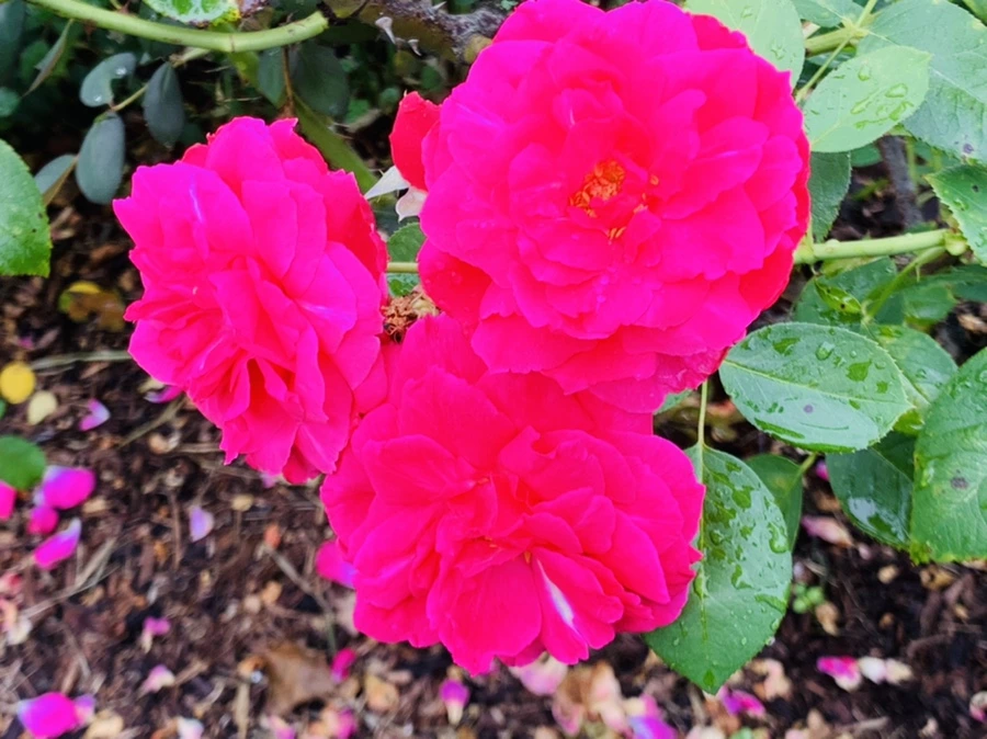 IMG_0976.jpg?type=w966