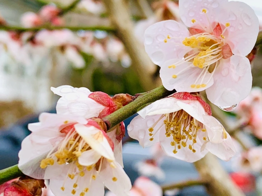 IMG_3906.jpg?type=w966