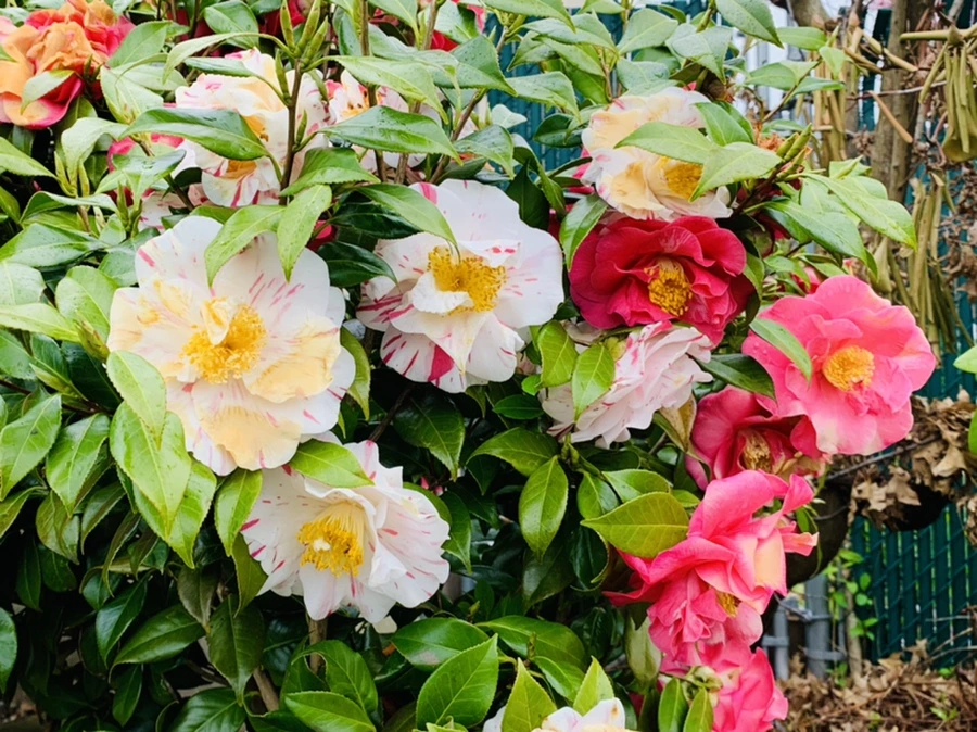 IMG_1352.jpg?type=w966