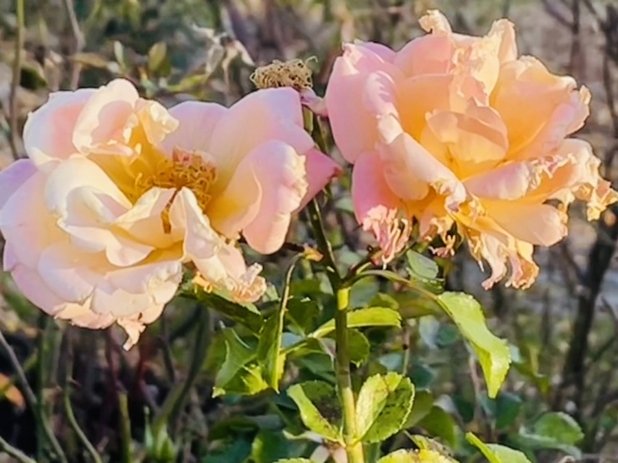 IMG_6007.jpg?type=w966