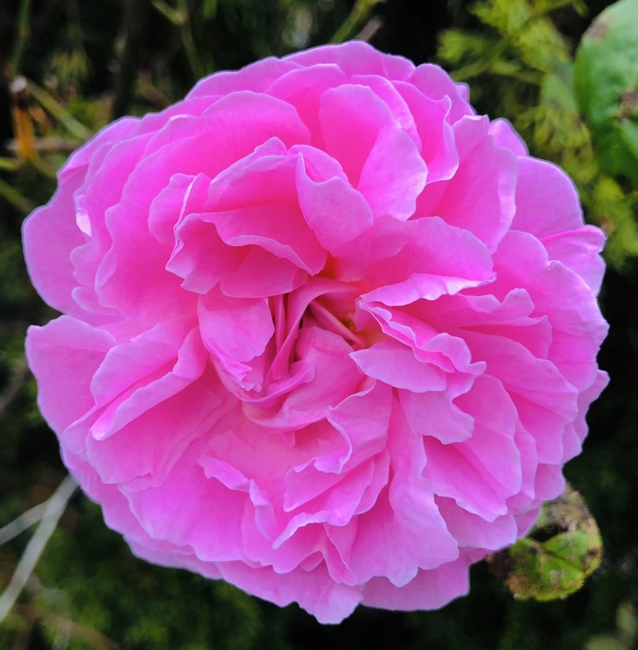 IMG_7552.jpg?type=w966