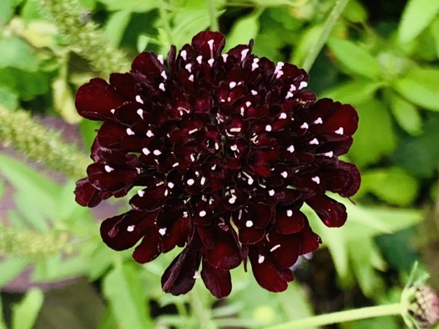 IMG_9434.jpg?type=w966