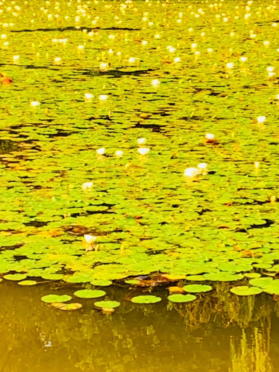 IMG_0773.jpg?type=w966