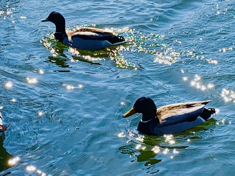 IMG_9418.jpg?type=w966