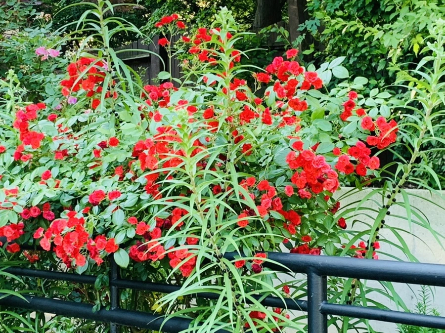 IMG_4812.jpg?type=w966