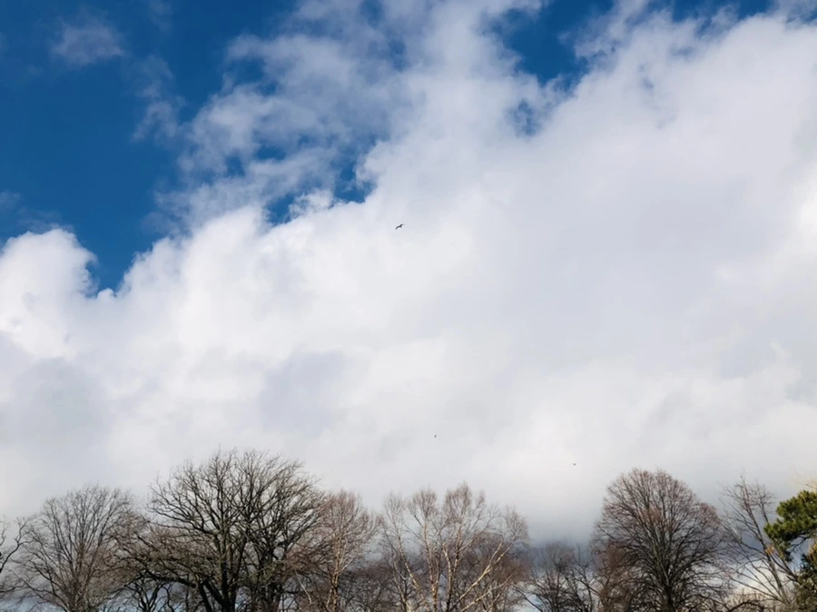 IMG_3501.jpg?type=w966