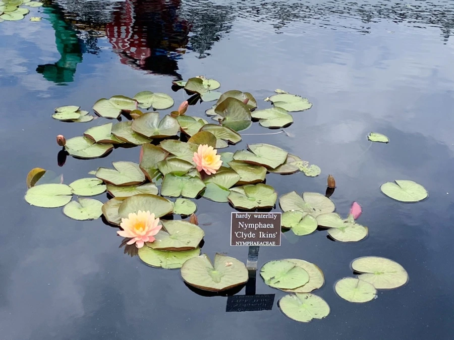 IMG_8393.jpg?type=w966