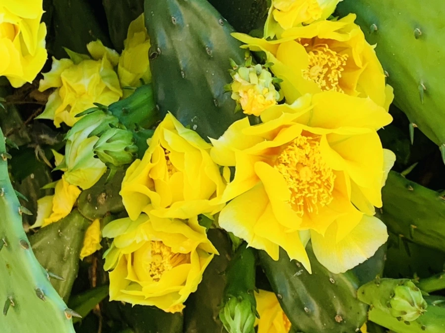 IMG_4345.jpg?type=w966