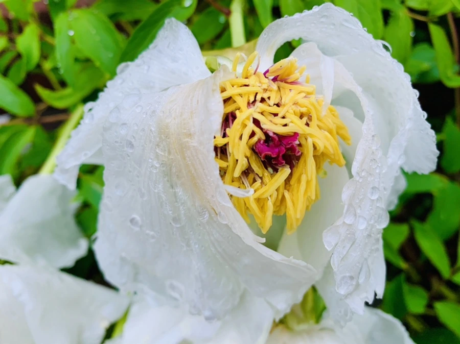 IMG_9304.jpg?type=w966