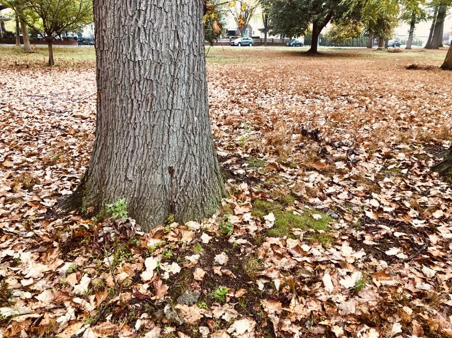 IMG_2941.jpg?type=w966