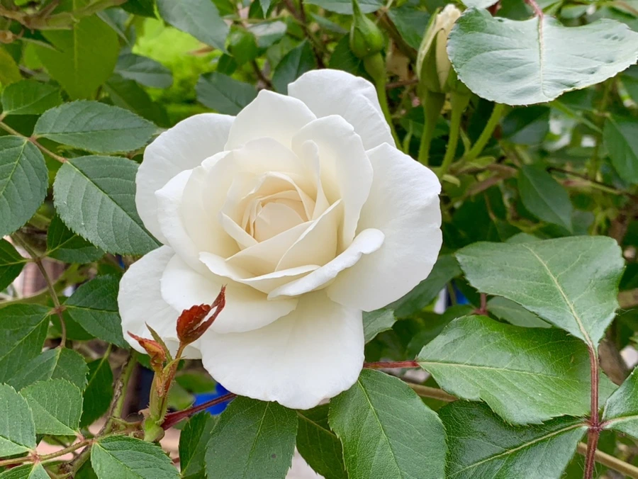 IMG_4846.jpg?type=w966