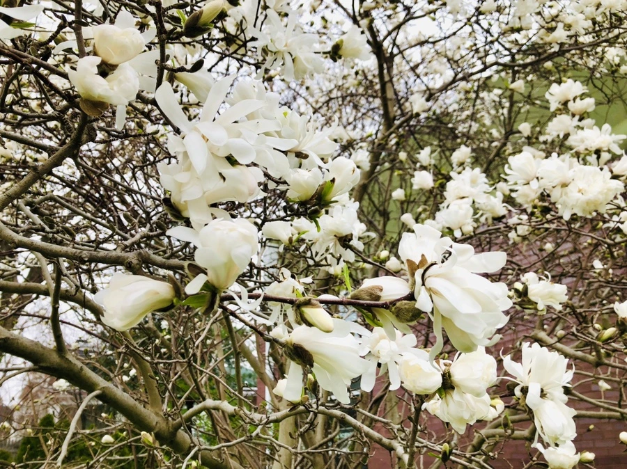 IMG_2620.jpg?type=w966