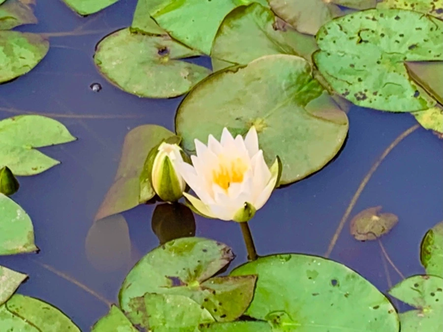 IMG_8266.jpg?type=w966