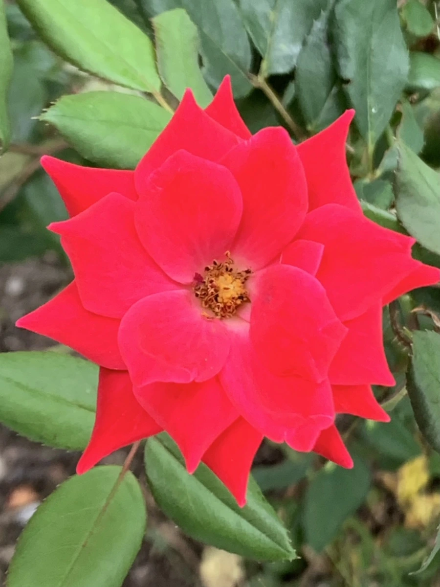 IMG_5981.jpg?type=w966