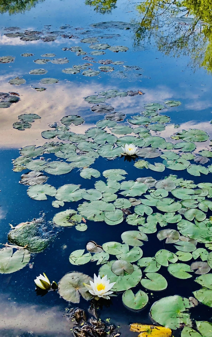 IMG_9207.jpg?type=w966